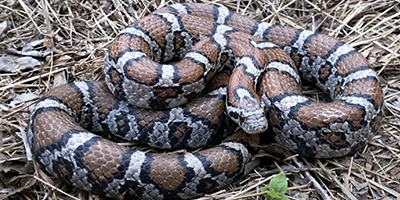 Rochester snake